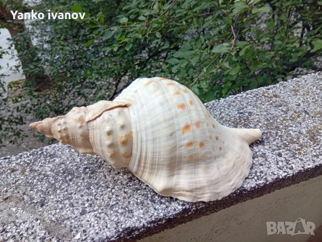 Раковина, голям рапан, снимка 2 - Оборудване за аквариуми - 55838547