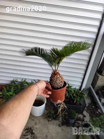 ЦИКАС, снимка 10 - Разсади - 48406396