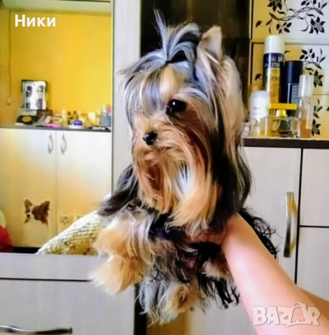 Мини йоркширски териерчета , снимка 3 - Йоркширски териер - 52482388