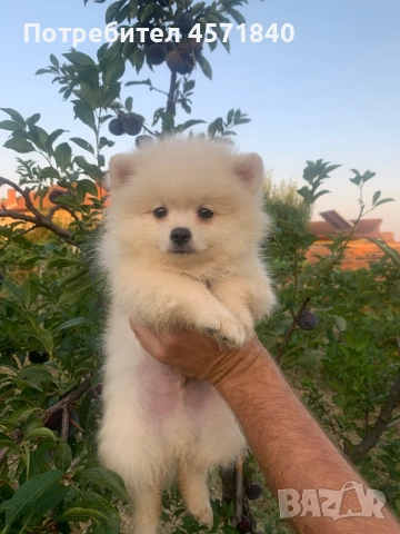 Шпиц Померани сладки кученца, снимка 1