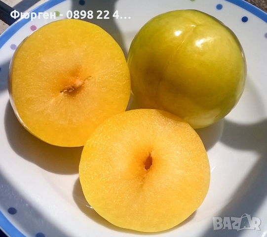 Слива - Налични 4 сорта Анджелино ,Черен диамант (Блек Даймънд) , Черен Сплендор - BLACK SPLENDOR и , снимка 4 - Разсади - 51852300