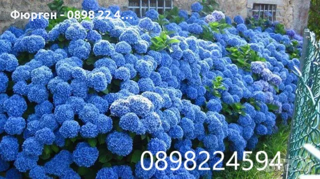  Хортензия- Налични 5 цвята Лилава , Синя,Червена,Розова и Бяла, снимка 4 - Разсади - 35272256
