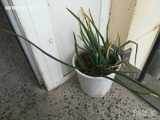лук в саксия за кухнята 2202241458, снимка 8 - Стайни растения - 44417762