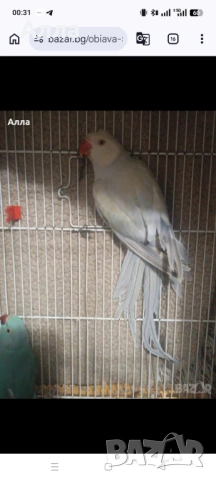 Малък Александр 