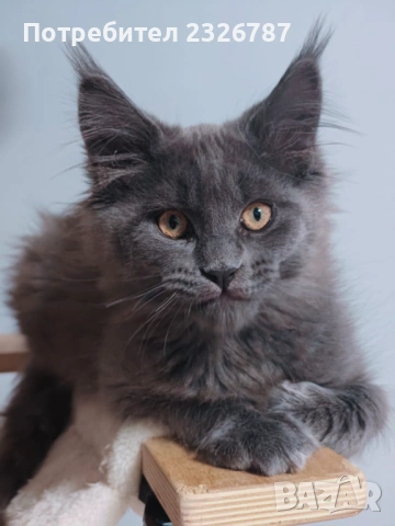 Продавам коте мейн-кун, снимка 4 - Мейн кун - 52864422