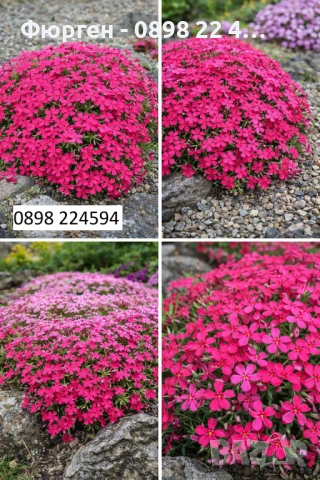 Флокс субулата (Phlox subulata) – пълзящ флокс, снимка 1 - Разсади - 37605672