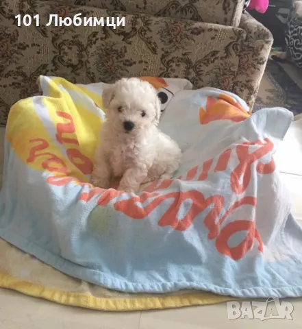 Бишон фризе -Френска болонка, снимка 4 - Болонка - 47445605