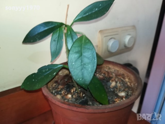 ЦВЕТЕ В САКСИЯ-ДЪРВОТО НА ПАРИТЕ 1802241018