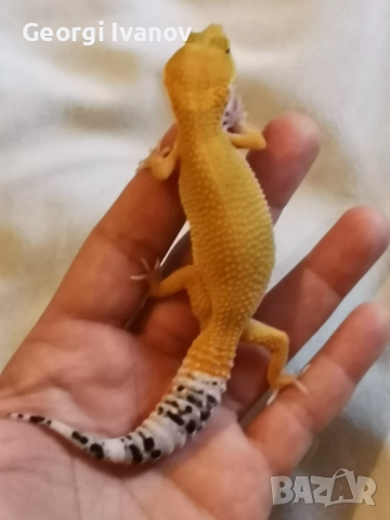 Продавам Леопардов Гекон, снимка 2 - Гекон - 52581494