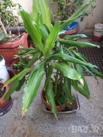 Драцена маргината и Драцена фрагранс, снимка 8 - Стайни растения - 42065724