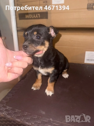 Немски пинчери на 2 месеца, снимка 2 - Пинчер - 52682821