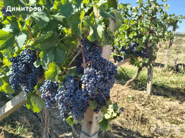 Грозде за вино и ракия Мерло, Каберне, Мавруд, Брестовица, Италия