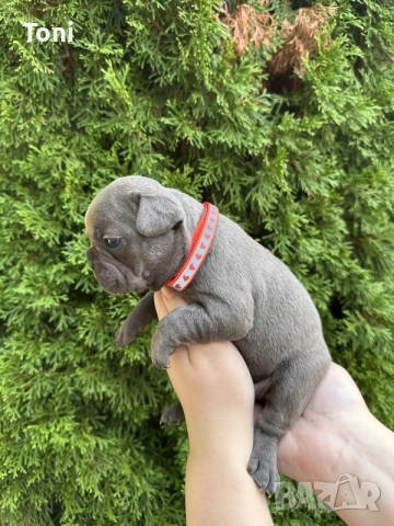 френски булдог/french Buldog, снимка 8 - Френски булдог - 55725415