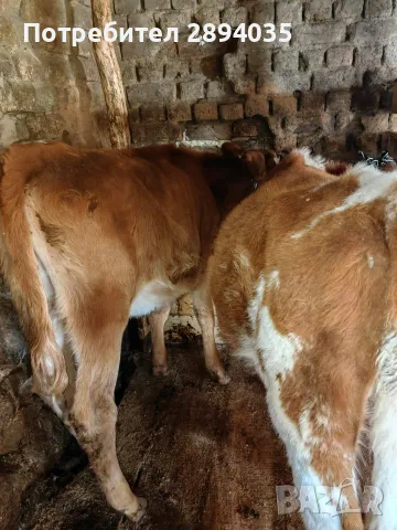 свободни телета за клане и гледане , снимка 5 - Крави - 56311515