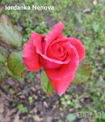 РОЗА , снимка 3 - Градински цветя и растения - 50408923