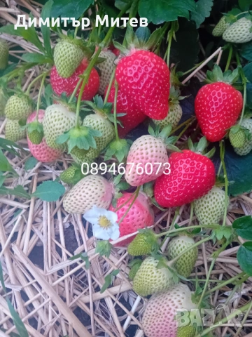 Продавам разсат ягоди , снимка 3 - Разсади - 51749795