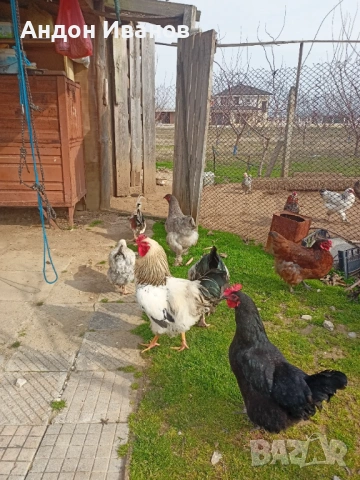 Петел, петли за продан!!!