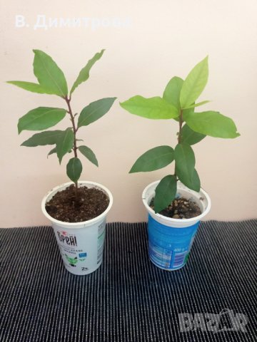 Растения дафинов, цезалпиния, плододаващи лимони, за Варна, снимка 2 - Градински цветя и растения - 41764710