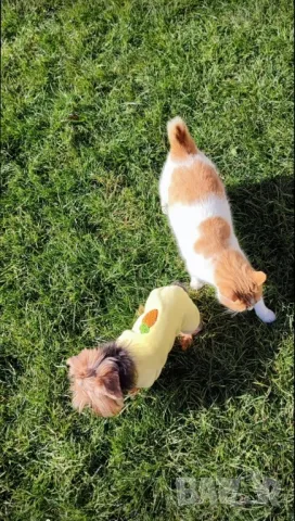 Мини йорки джудже за разплод 