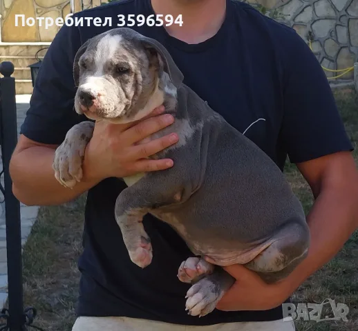 Американско Були ХЛ, снимка 2 - Питбул - 54801155