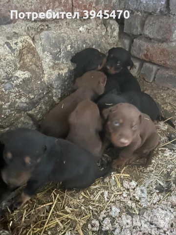 Добермани , снимка 2 - Доберман - 53603982