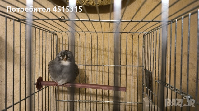 Last 2 Gloster males !, снимка 7 - Канари - 53444578