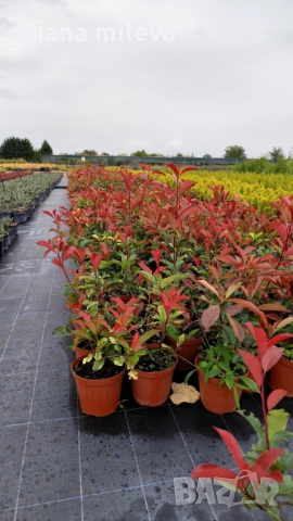 Фотиния Ред Робин, Photinia fr. Red Robin, снимка 9 - Градински цветя и растения - 49185099