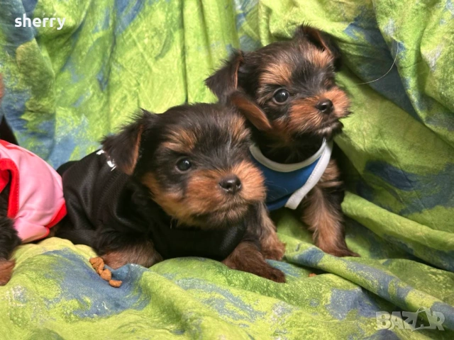 Мини йоркита , снимка 5 - Йоркширски териер - 53641223