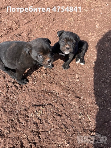 Бебета кане корсо родени на 16.01.2026, снимка 4 - Кане корсо - 53705865