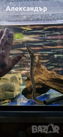 огнена змиорка, снимка 8 - Рибки - 51695411