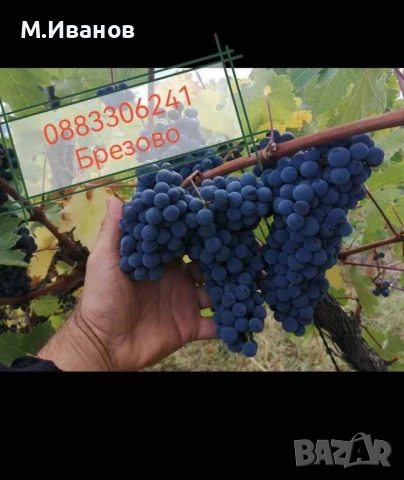  Грозде  Каберне Совиньон 2025, Мускат отонел, Совиньон Блан , Траминер , снимка 1