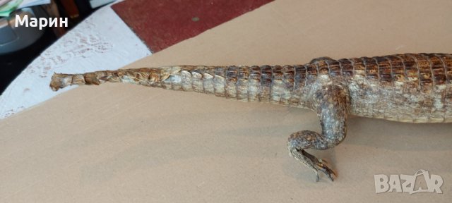 Препариран алигатор, снимка 5 - Антикварни и старинни предмети - 44460534