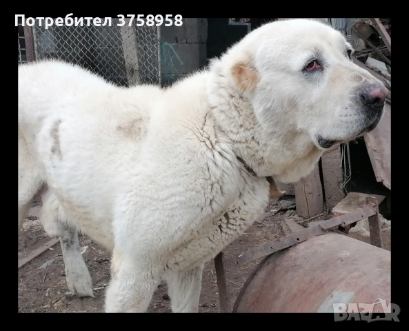 продавам алабаи женски на 1г, снимка 7 - Алабай - 52142140