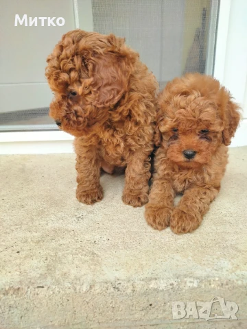  Пуделчета , снимка 1