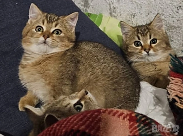 Британско котенце, коте цвят агути, британска котка , снимка 3 - Британска късокосместа - 52563779
