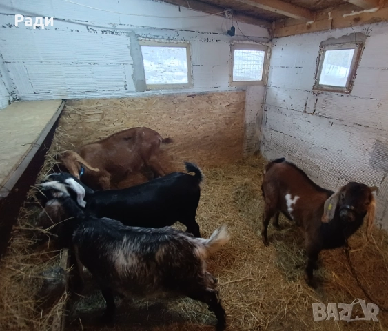 Продавам породисто пръчле , снимка 3 - Кози - 52980525