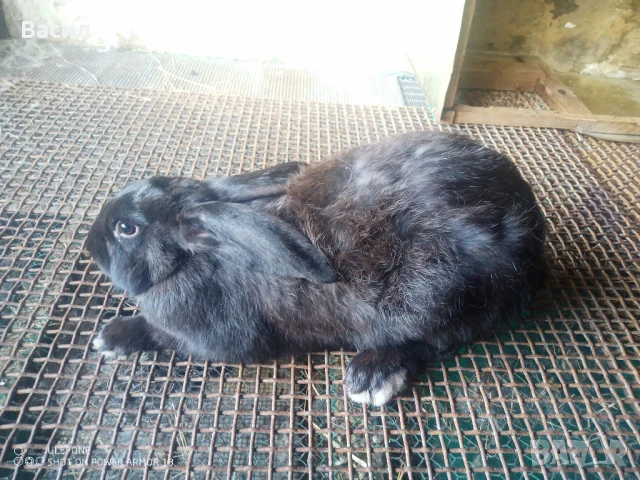 Зайци домашни , снимка 12 - Други животни - 51395663