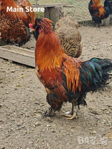 Петел порода Павловски - на 10 месеца, снимка 5 - Кокошки и пуйки - 53664421