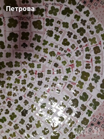 Четирилистни детелини, снимка 14 - Други - 21881277