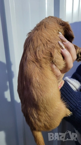 Продавам кокер шпаньоли, снимка 4 - Кокер шпаньол - 53789078