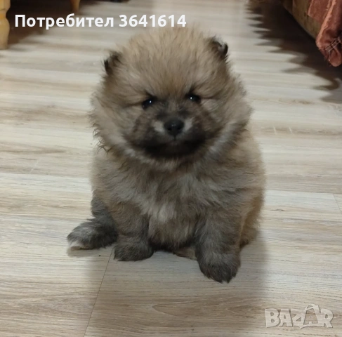 Продавам померан