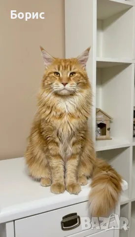 Мейн куун котета, снимка 6 - Мейн кун - 35075644