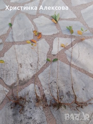 Арония фиданки на гол корен