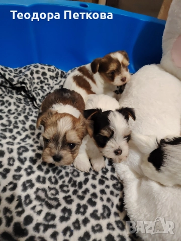 йоркширски териер бивър , снимка 3 - Йоркширски териер - 52906280