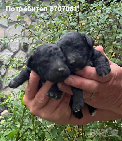 Черни мини пуделчета, снимка 6 - Пудели - 52653411