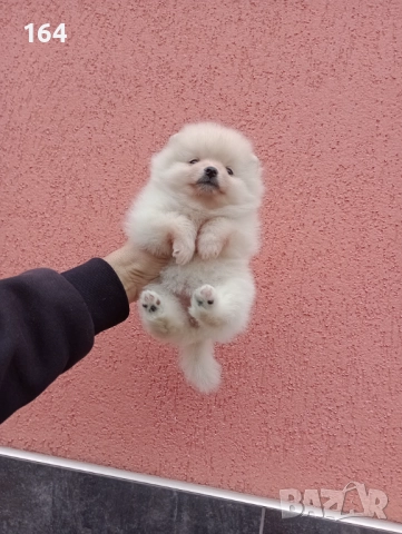 Померани. Момичета 