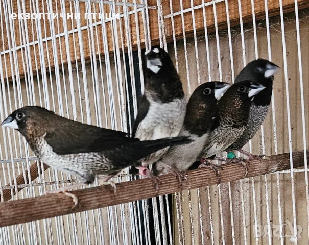 Японски Амадини! 