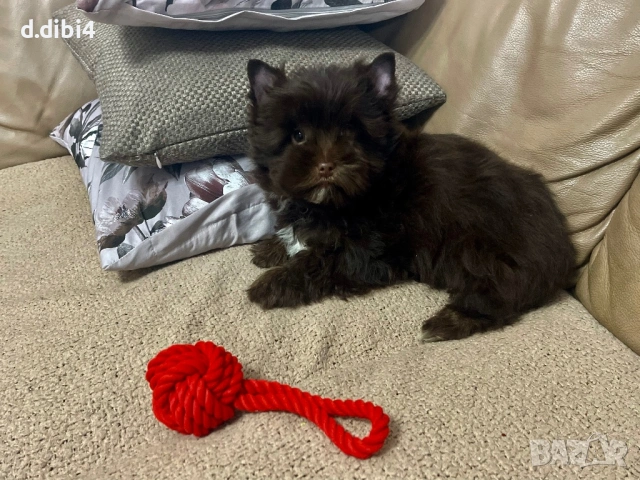 Мини йоркширски териер -шоколадово!!, снимка 7 - Йоркширски териер - 52705136