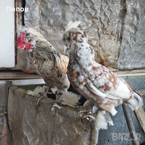 Продавам джинки, снимка 2 - други­ - 52724814