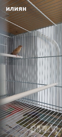 Среброклюни амадини, снимка 5 - Амадини - 52679414